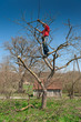 Gardener cutting tree with clippers
