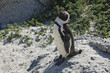 An African penguin eyes visitors in South Africa