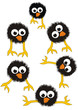 Set of surprised black chicks