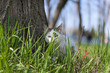 Cat playing in the grass Cat playing in the grass