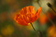 Photo en ligne au meilleur prix le coquelicot