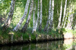 Landschaftliche Idylle im Biosphärenreservat im Spreewald