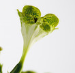 Foto: Leuchterblume Leuchterblume
