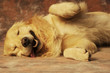 Sleeping dog