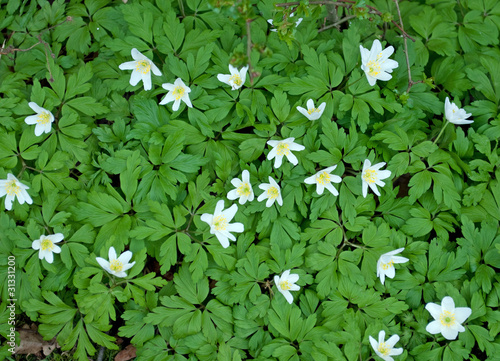 Foto: Buschwindröschen - Anemone nemorosa Buschwindröschen - Anemone nemorosa