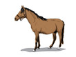 isolated brown standing horse - illustration