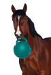 horse play