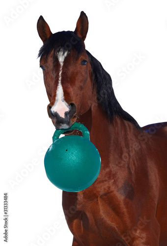 Foto: horse play horse play