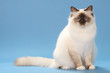 chat sacré de Birmanie assis