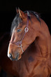 Photo: horse horse