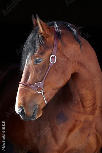 Photo: horse horse