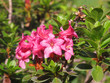 Alpenrosen