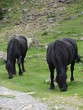 chevaux