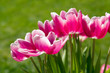 Pink tulips