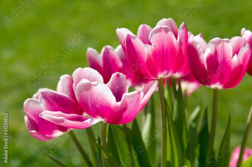 Foto: Pink tulips Pink tulips