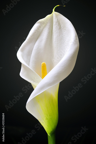 Photo: White Calla White Calla