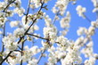 Obstbaum im Frühling Obstbaum im Frühling