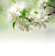 blossoming tree brunch deep bokeh