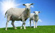 Mother sheep and her lamb in spring Mother sheep and her lamb in spring