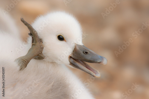 Photo: junger Schwan junger Schwan