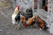 cock and hens