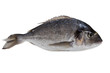 Photo: dorade dorade