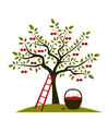 cherry tree