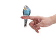 blue budgie