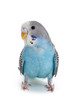 blue budgie