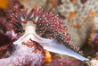 Photo: Colorful nudibranch Colorful nudibranch