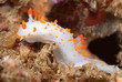 Photo: Clown nudibranch Clown nudibranch