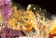 Photo: Colorful Fish Colorful Fish