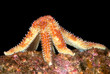 Photo: Feeding starfish Feeding starfish