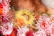 Photo: Anemones Anemones