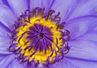 violet water lilly