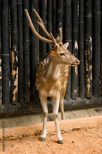 Photo: Sika Deer in Thailand Sika Deer in Thailand