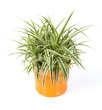 chlorophytum dans pot orange