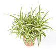 chlorophytum détouré