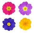 Four Colorful Primroses Flowers Isolated