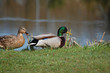 couple canard et canne couple canard et canne