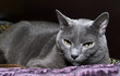 Blue russian Blue russian