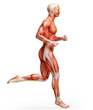 anatomy, muscles