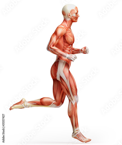 Illustration: anatomy, muscles anatomy, muscles