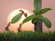 Photo en ligne au meilleur prix team of ants work with leaves of palm
