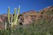 Organ Pipe 9