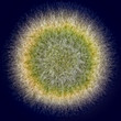 macro shot of fuzzy green mold