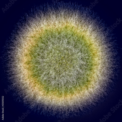 Photo: macro shot of fuzzy green mold macro shot of fuzzy green mold
