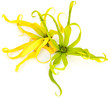 duo d'ylang-ylang