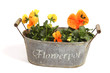 Photo: Orange pansies Orange pansies