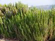 Blooming Rosemary